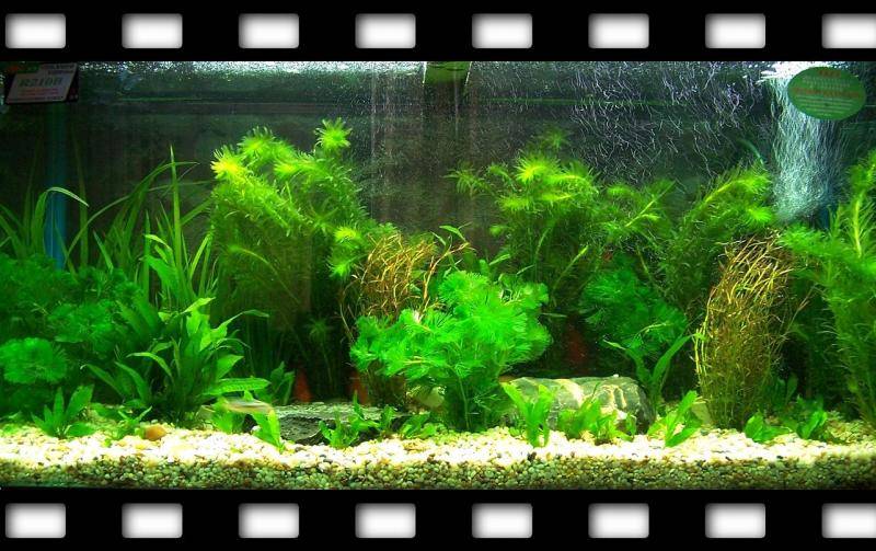 Tips for cleaning fish tank poop