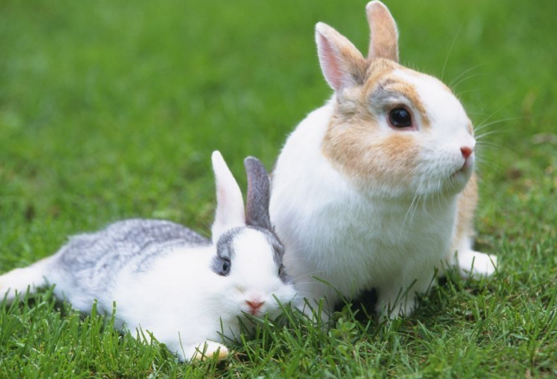 How to raise pet rabbit
