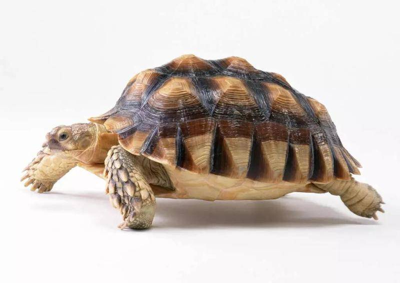 How big a Brazilian turtle can grow