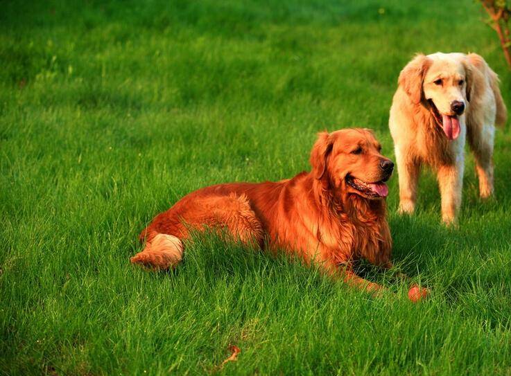 What are golden retrievers fed