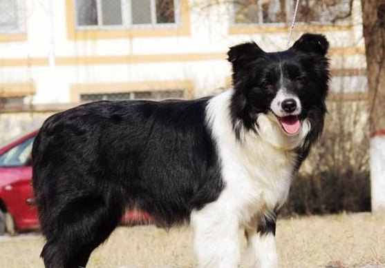 How the border Collie got its name