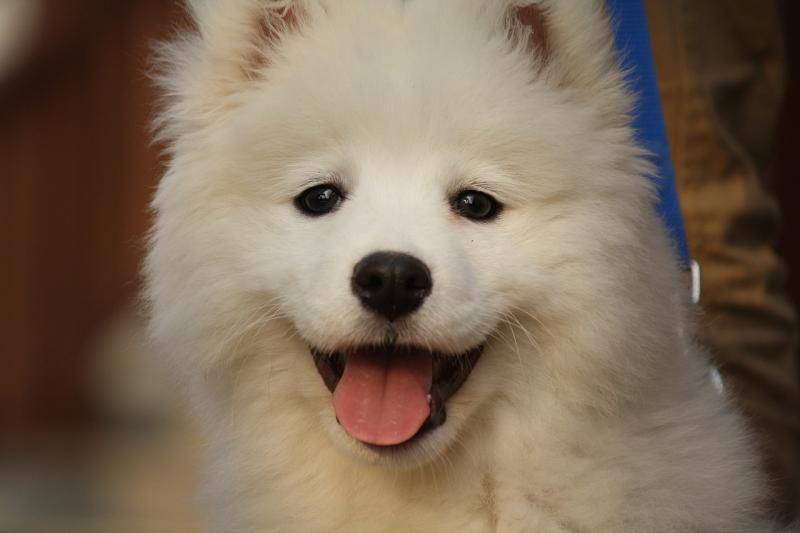 Can a dog eat ice cream?