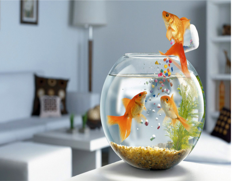 How to raise a small goldfish will not die