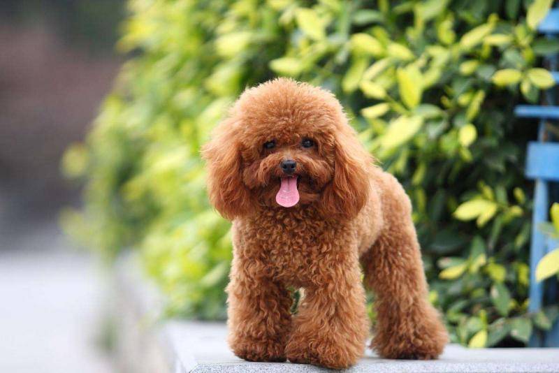 Is a poodle easy to keep or a teddy