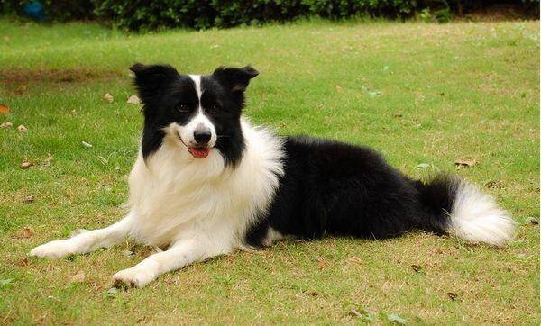 Can the Border Collie be a hunting dog