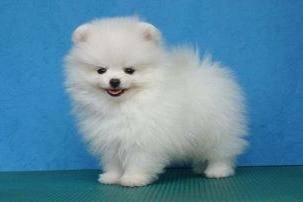 What fruit can't a Pomeranian eat