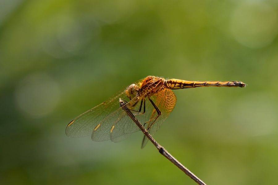 What do dragonflies eat