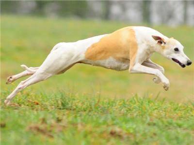 What is the best food for Whippets