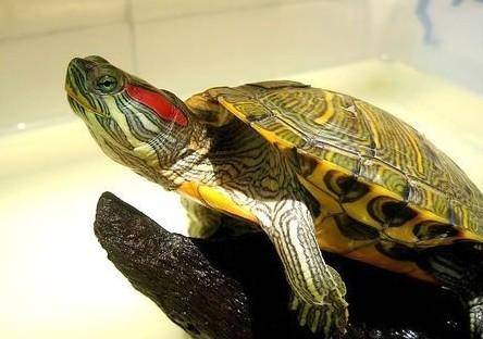 How to raise a Mississippi red-eared turtle