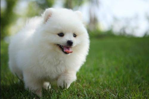 Pomeranian dilute blood how to do
