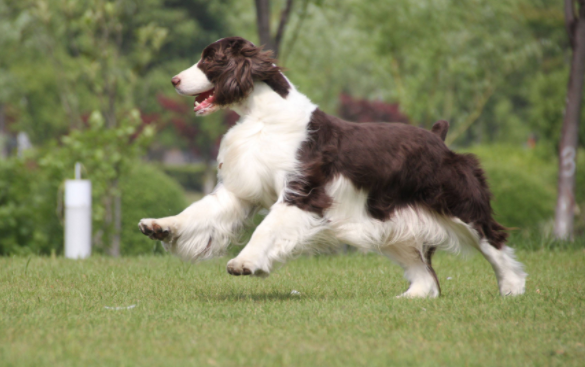 Which is better, the Border Collie or the Spaniel