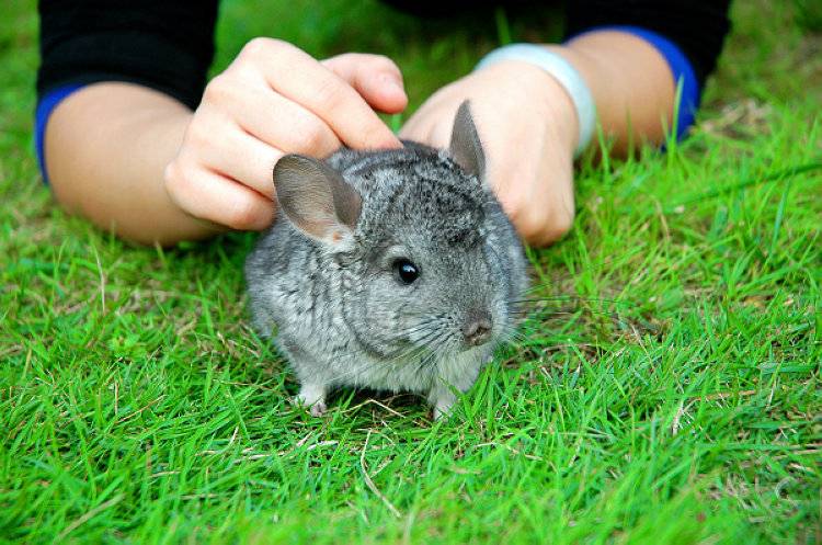 Is chinchilla easy to keep