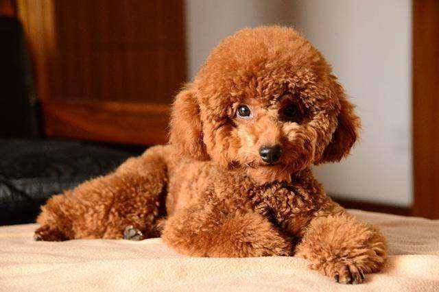 How is poodle intestines and stomach bad recuperate