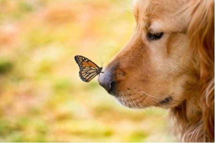 Golden Retriever and Border Collie which is good to raise