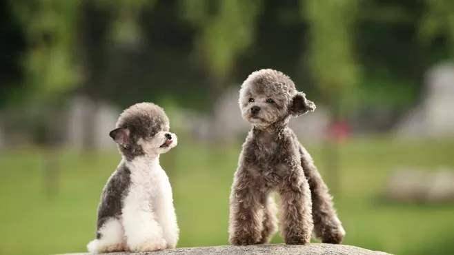 What if the poodle doesn't have much mouth hair