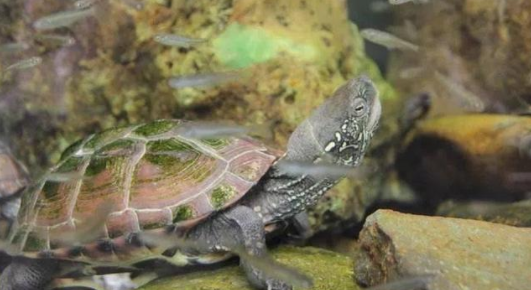 How to raise Chinese grass turtles