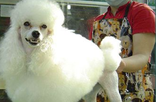 What about poodles with soft fur