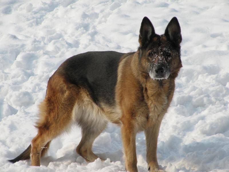 What German Shepherd Dogs Eat