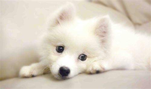 Benefits of dry dog food for Pomeranian dogs