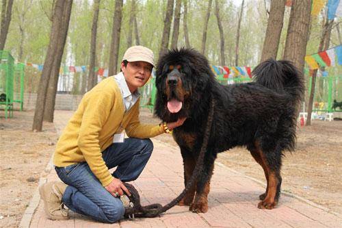 What dog food does the Tibetan mastiff eat