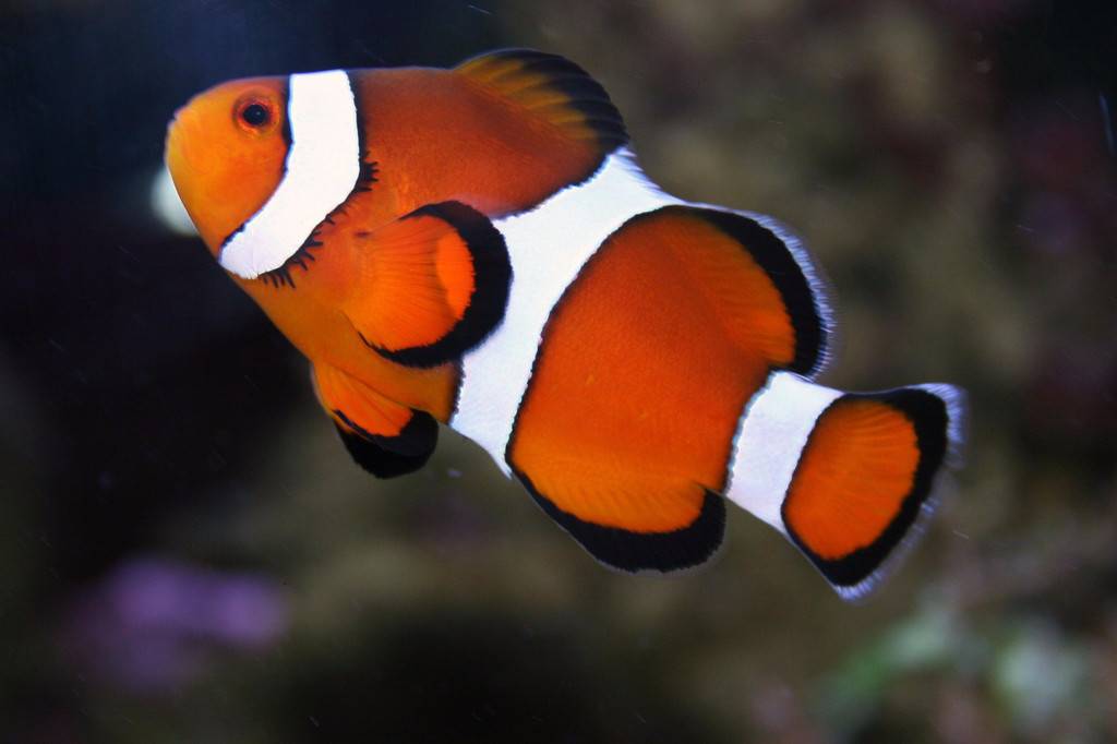 Clown fish are good to keep?