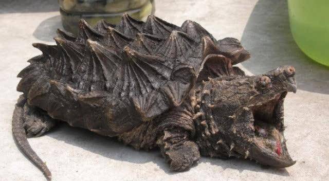 What are the contraindications of keeping snapping turtles