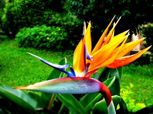 Are birds of Paradise suitable for raising at home