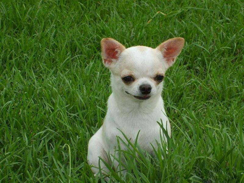 What's best for Chihuahuas?