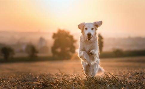 Golden Retriever Adult Dog Food