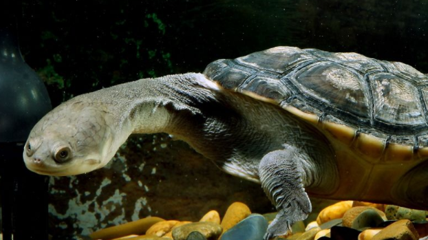 Why no one keeps long-necked turtles