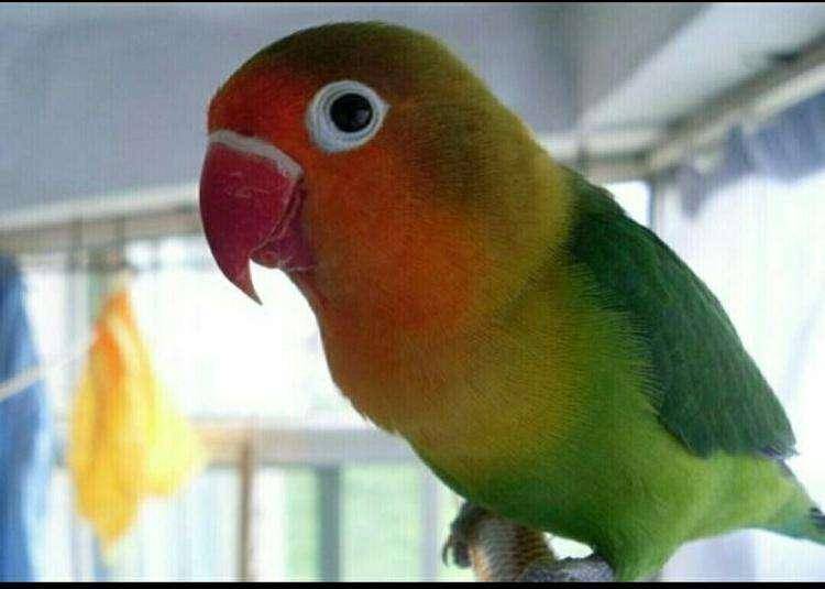 Harm of raising peony parrot