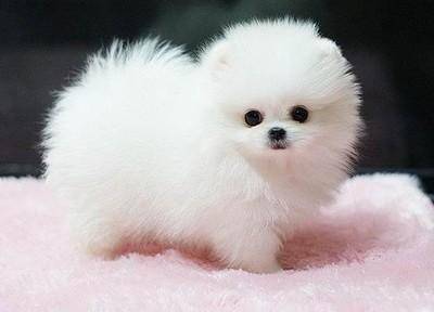 Is the white Pomeranian smaller and more expensive