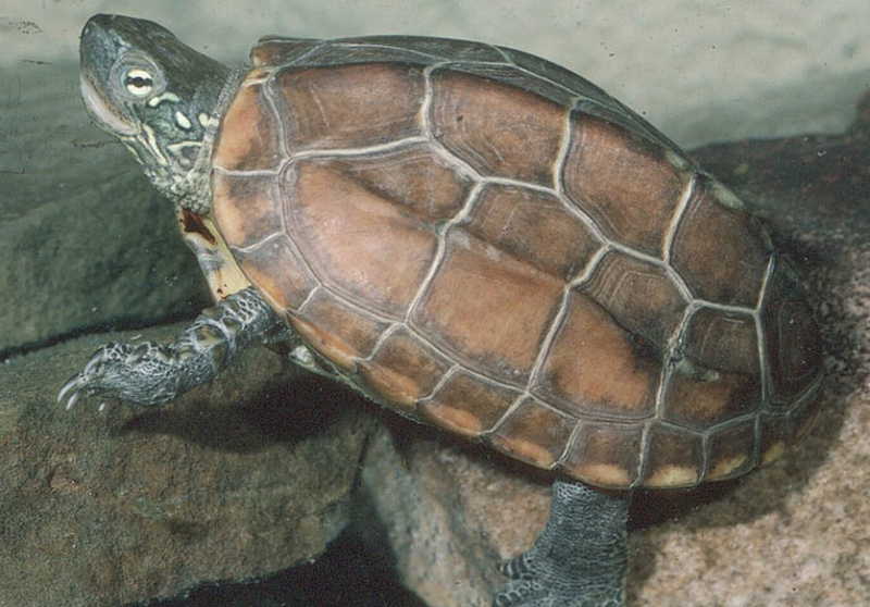 How big a Chinese grass turtle can grow