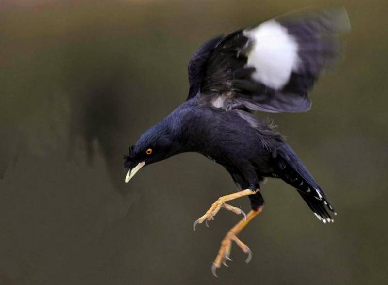 How can starlings talk