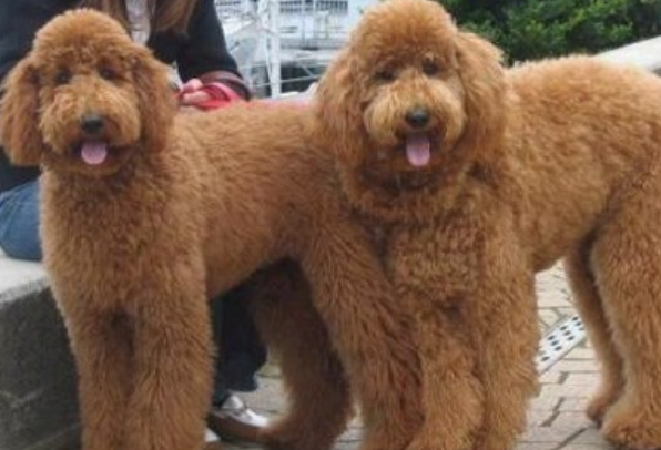 Which is more expensive, poodle white or brown