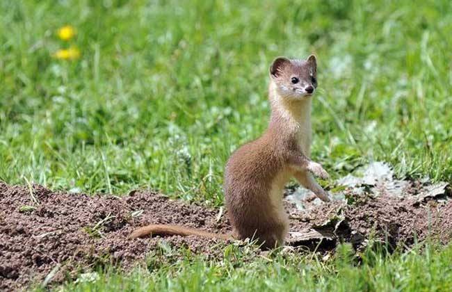 What does a weasel eat