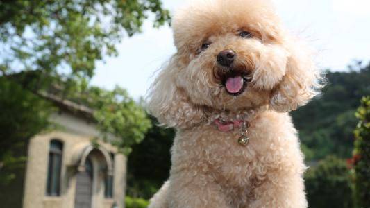 How is poodle dander treated