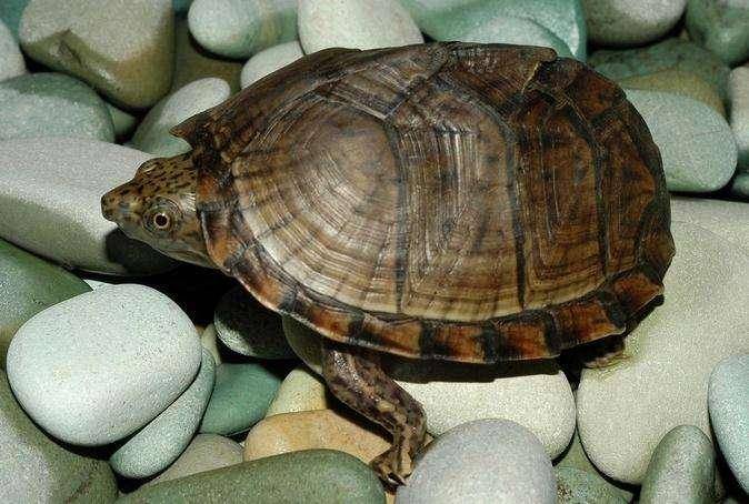 What kind of tortoise is the best to keep