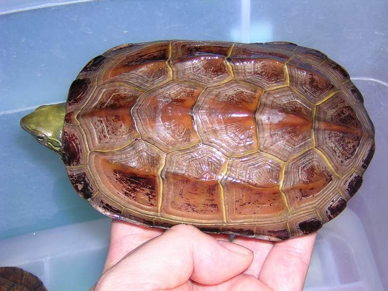 How big a Chinese grass turtle can grow
