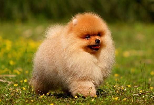 How does Pomeranian face not grow hair
