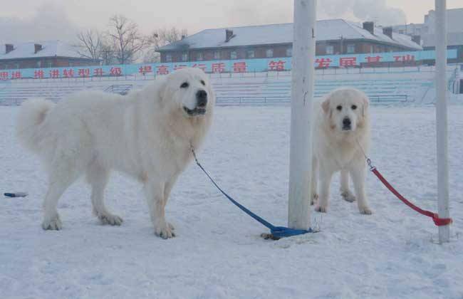 What do you pay attention to when raising big pyrenees