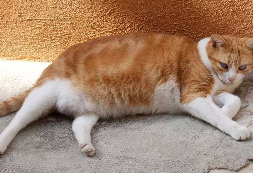 Why is Orange Cat fat