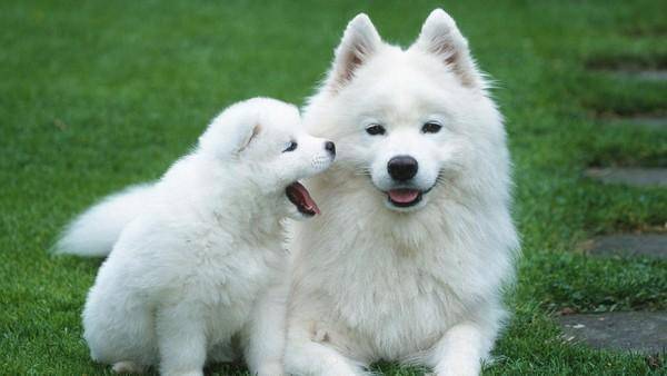 Do Samoyeds eat a lot?