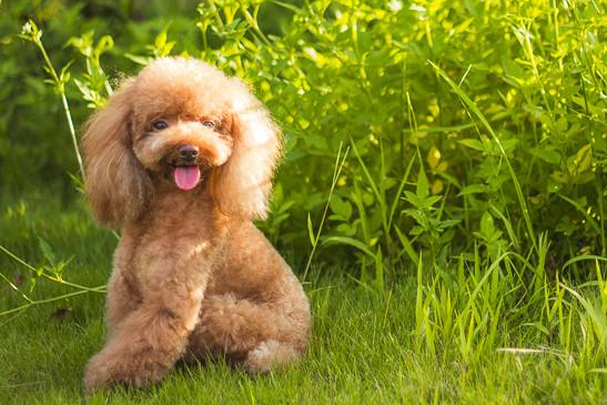 What kind of dog food is good for poodles