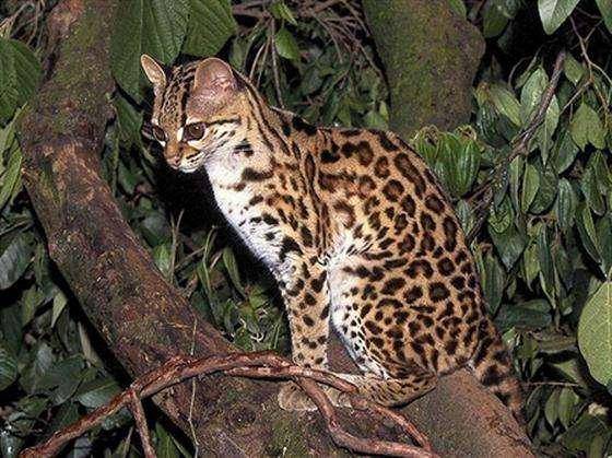 Leopard cat and tiger cat which is powerful