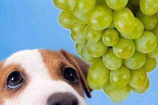 What fruit can dogs eat