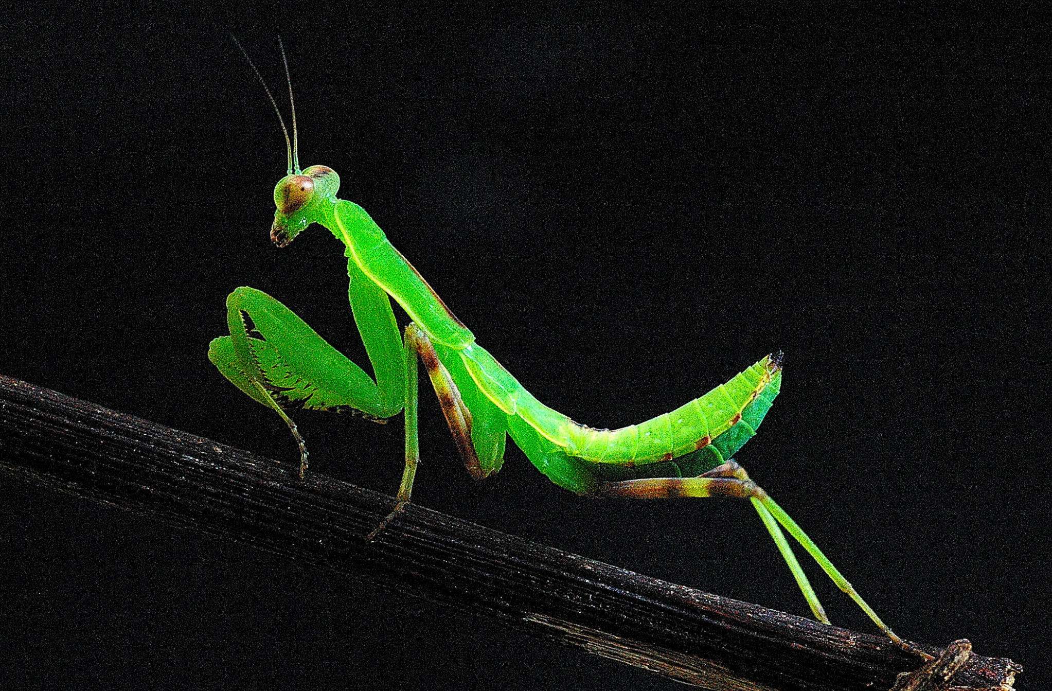 What do mantis eat