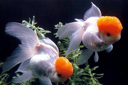 What does goldfish eat grow fast