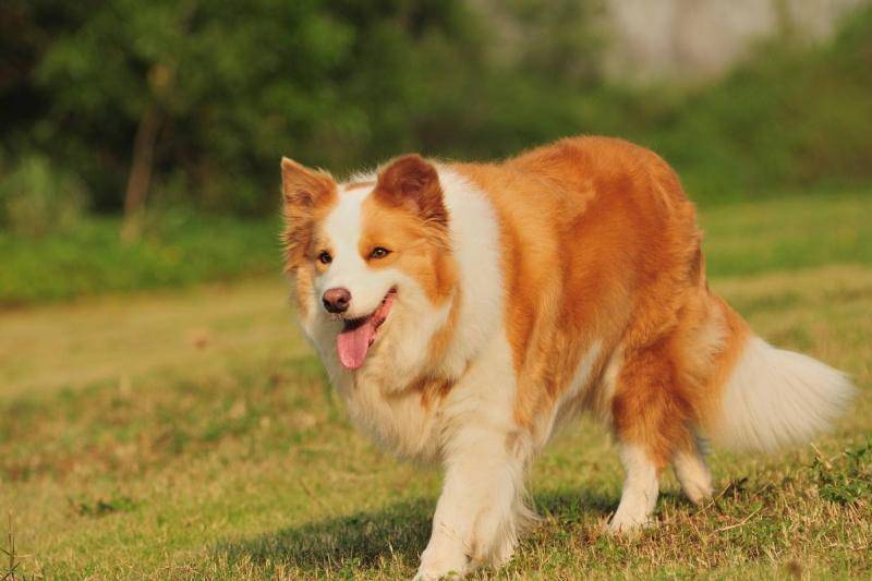 Can a Border Collie outwit a wolf?