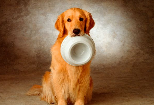 Can dogs drink milk?